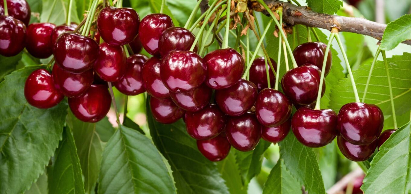 Cherry Tree Information – Mother Earth News - Vimarsana News
